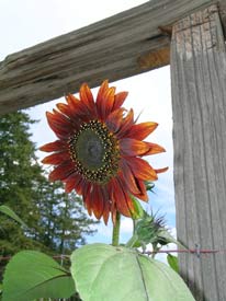 Rust colored sunflower by gate