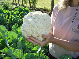 Janice holding the 1st cauliflower
