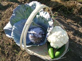 Giant cauliflower, cabbage and cucumbers
