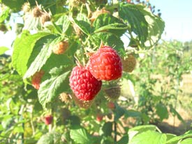 First Raspberry Heaven
