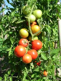 Garland of Beefsteak tomatoes