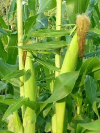 First corn