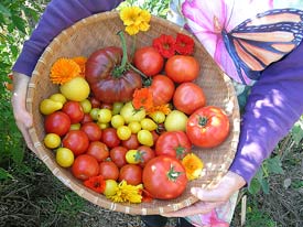 Harvest of tomatoes