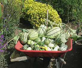 Wheelbarrow full of gourds and squash