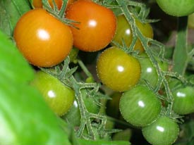 Sungold Tomatoes