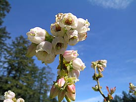 Blueberry Blossoms