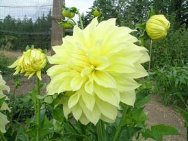 First Dahlia Blooms
