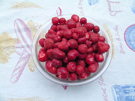 Plump Ripe Strawberries 