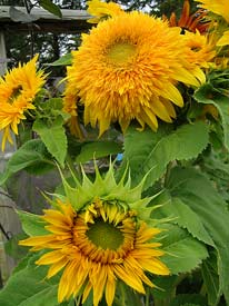 Golden Cheer Sunflowers