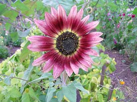 Floristan sunflower