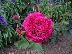 falstaff old english rose