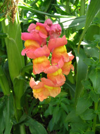 Snapdragons in Corn Patch