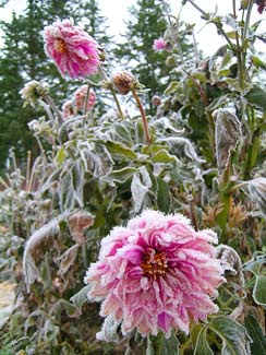Dahlias in the Frost