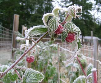 Raspberries and Frost