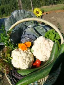Cauliflower, cabbage, cucumbers, tomatoes, lettuce, purple green beans