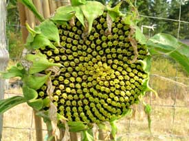 Sunflower Seed Head