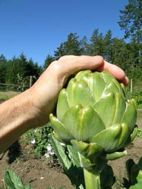 Huge artichoke