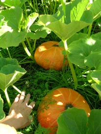Winter squash