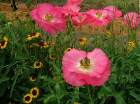 Shirley Poppies