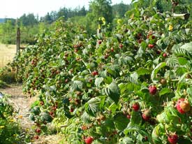 Raspberry Row