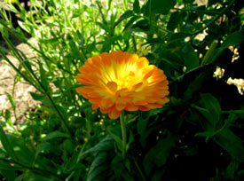 Calendula