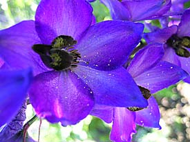 Delphiniums