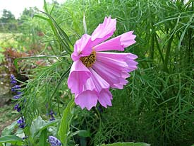 Seashell Cosmos