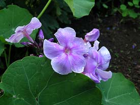 Purple Phlox