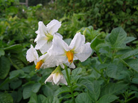 Potato Blossom