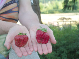 Giant Strawberries
