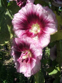 hollyhocks