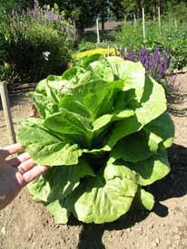 Romaine Lettuce