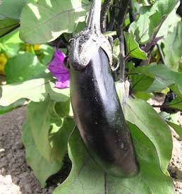 Eggplant