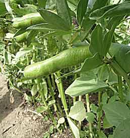 Fava Beans