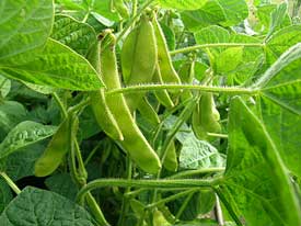 Soybeans