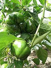 Peppers