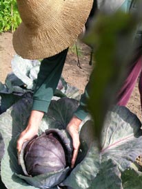 Touching Cabbage