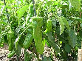 Giant Marconi Peppers