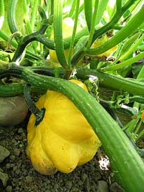 Patty Pan Squash