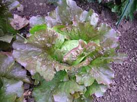Red Head Lettuce