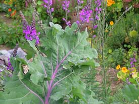 Red Russian Kale