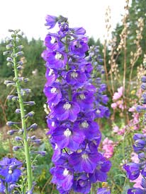 Delphinium