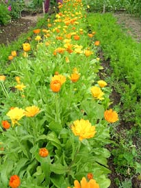 Calendula