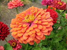 Zinnia Blossom