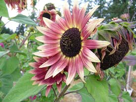 Floristan Sunflower
