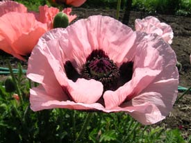 poppy