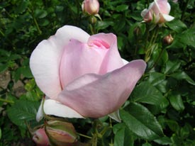 rose bud