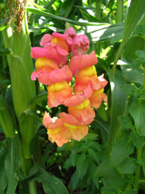 Snapdragons in Corn Patch