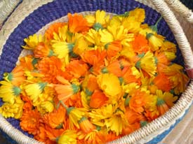 Calendula Blossoms