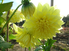 Dahlia Flowers